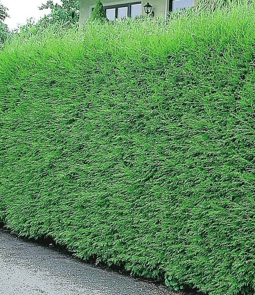 BALDUR Garten Leyland-Zypressen-Hecke 20 Pflanzen Schnellwachsend Immergrün Winterhart