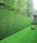 BALDUR Garten Leyland-Zypressen-Hecke 20 Pflanzen Schnellwachsend Immergrün Winterhart Bild 2
