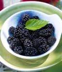 BALDUR Garten Maulbeere BonBon Berry®, 1 St., winterhart, mehrjährig, pflegeleicht Bild 1