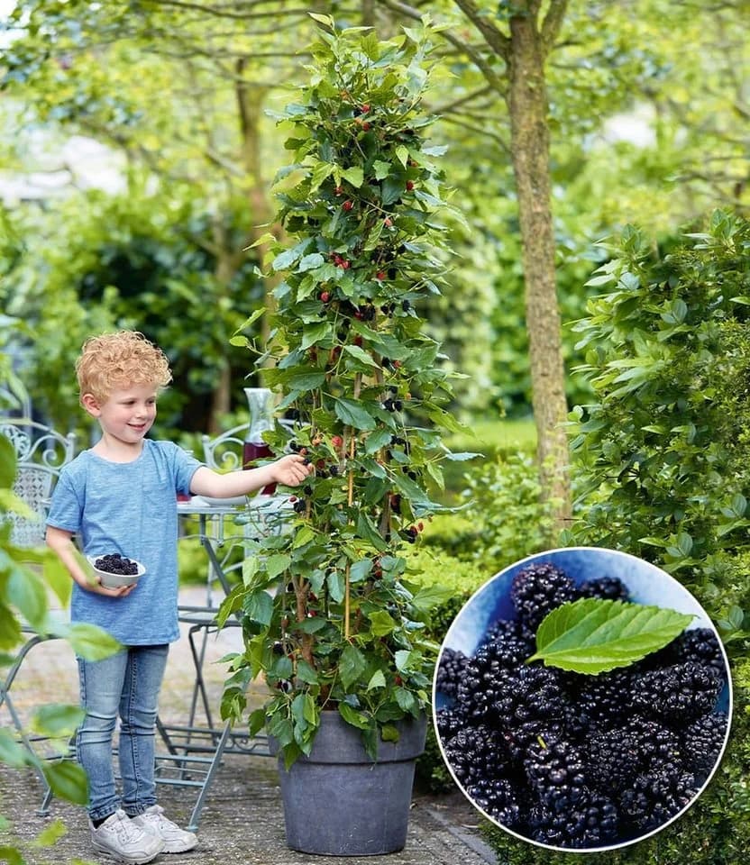 BALDUR Garten Maulbeere BonBon Berry®, 1 St., winterhart, mehrjährig, pflegeleicht - Bild 2