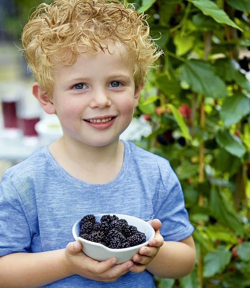 BALDUR Garten Maulbeere BonBon Berry®, 1 St., winterhart, mehrjährig, pflegeleicht - Bild 3