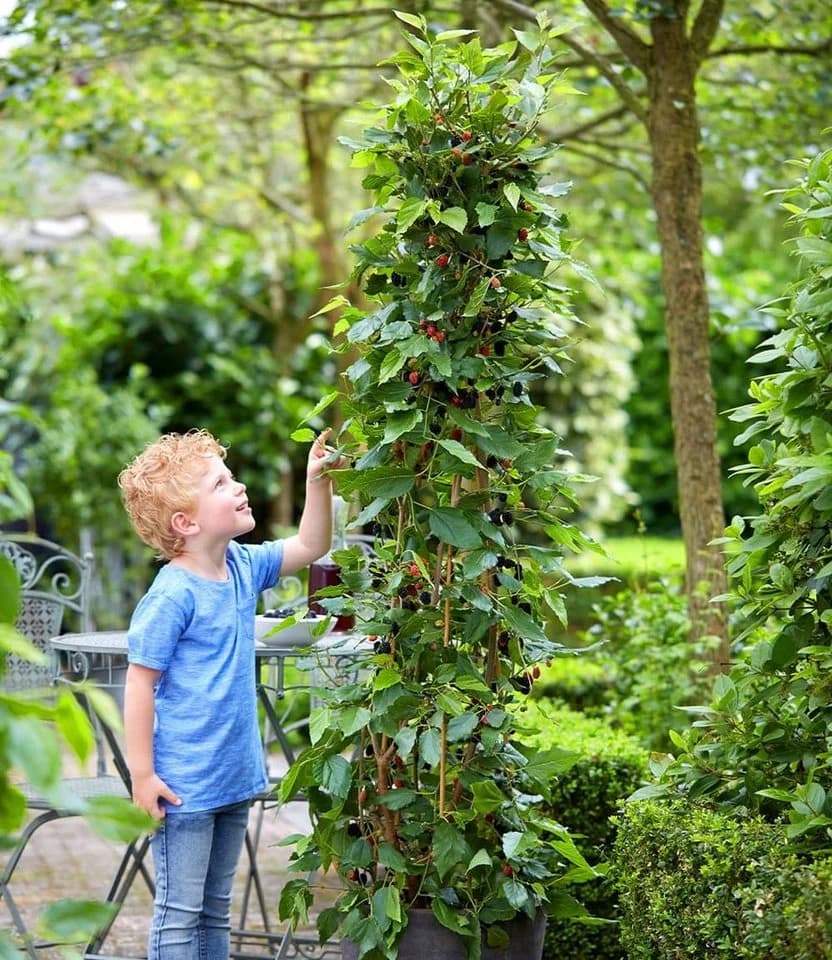 BALDUR Garten Maulbeere BonBon Berry®, 1 St., winterhart, mehrjährig, pflegeleicht - Bild 4
