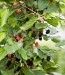 BALDUR Garten Maulbeere BonBon Berry®, 1 St., winterhart, mehrjährig, pflegeleicht Bild 5