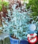 BALDUR Garten Zierstrauch Winterharter Eukalyptus 'Azura®' im XXL-Topf Bild 1