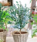BALDUR Garten Zierstrauch Winterharter Eukalyptus 'Azura®' im XXL-Topf Bild 2
