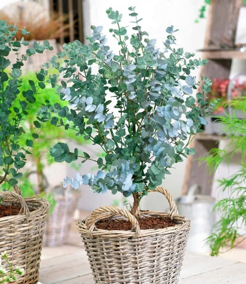 BALDUR Garten Zierstrauch Winterharter Eukalyptus 'Azura®' im XXL-Topf - Bild 2