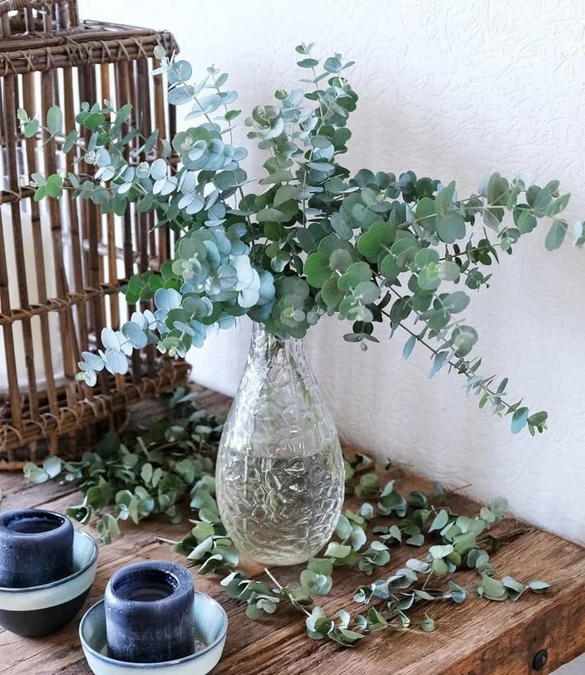 BALDUR Garten Zierstrauch Winterharter Eukalyptus 'Azura®' im XXL-Topf - Bild 3