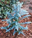BALDUR Garten Zierstrauch Winterharter Eukalyptus 'Azura®' im XXL-Topf Bild 4