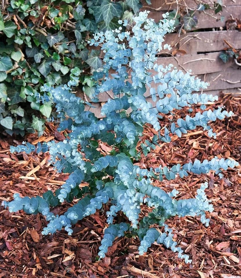 BALDUR Garten Zierstrauch Winterharter Eukalyptus 'Azura®' im XXL-Topf - Bild 4