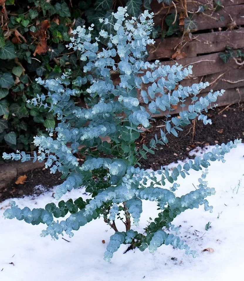 BALDUR Garten Zierstrauch Winterharter Eukalyptus 'Azura®' im XXL-Topf - Bild 5