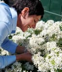 BALDUR Garten Zierstrauch Orangenblume White Dazzler® 1 St. Winterhart Duftend Bienenfreundlich Bild 1