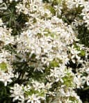 BALDUR Garten Zierstrauch Orangenblume White Dazzler® 1 St. Winterhart Duftend Bienenfreundlich Bild 3