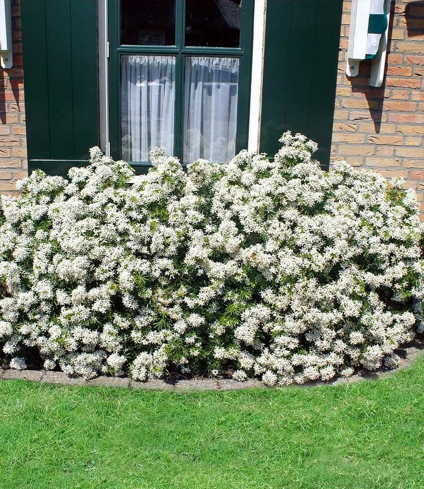 BALDUR Garten Zierstrauch Orangenblume White Dazzler® 1 St. Winterhart Duftend Bienenfreundlich - Bild 5