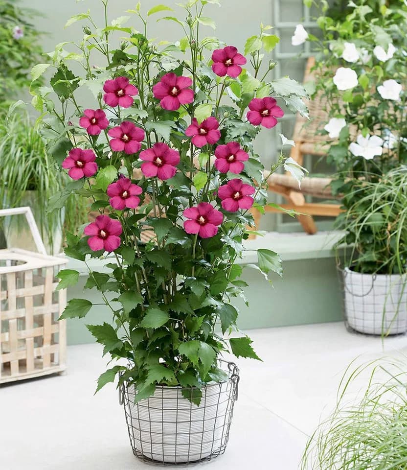BALDUR Garten Zierstrauch Hibiskus Flower Tower Ruby®