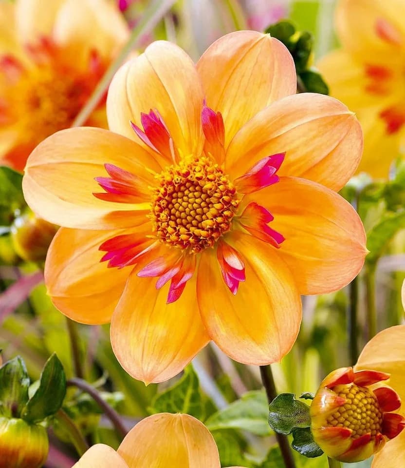 BALDUR Garten Dahlie 'Kelsey Annie Joy' - Zweifarbige Kragendahlie Gelb/Orange