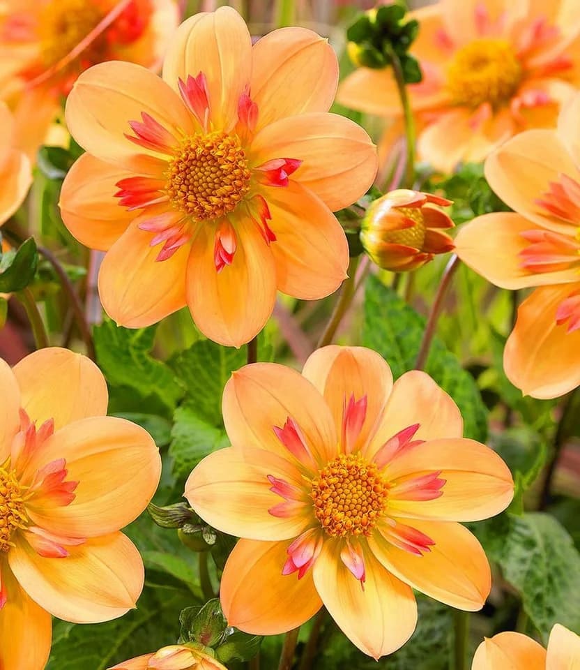 BALDUR Garten Dahlie 'Kelsey Annie Joy' - Zweifarbige Kragendahlie Gelb/Orange - Bild 2