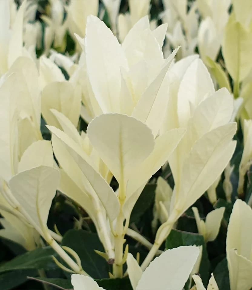 BALDUR Garten Zierstrauch Euonymus Himalaya Kompakt Immergrün