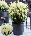 BALDUR Garten Zierstrauch Euonymus Himalaya Kompakt Immergrün Bild 2