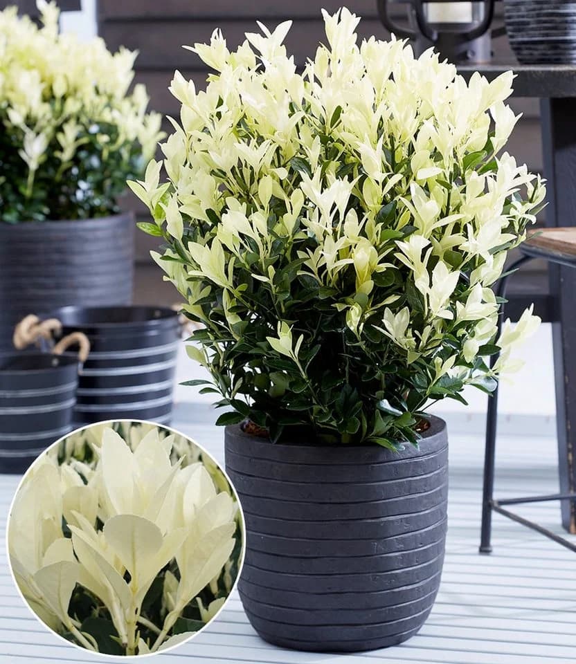 BALDUR Garten Zierstrauch Euonymus Himalaya Kompakt Immergrün - Bild 2