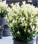 BALDUR Garten Zierstrauch Euonymus Himalaya Kompakt Immergrün Bild 3