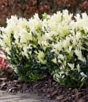 BALDUR Garten Zierstrauch Euonymus Himalaya Kompakt Immergrün Bild 4