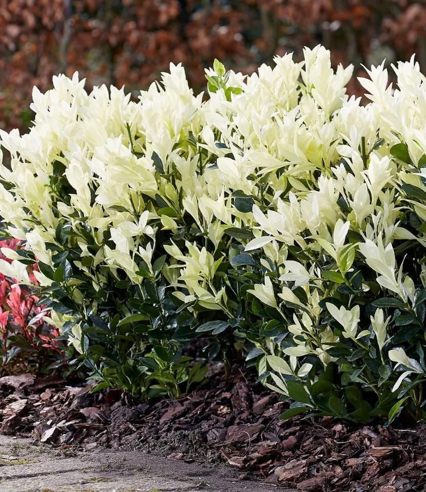 BALDUR Garten Zierstrauch Euonymus Himalaya Kompakt Immergrün - Bild 4
