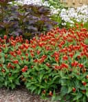 BALDUR Garten Staude Spigelia 'Little Redhead®' Schmetterlingsmagnet Winterhart Bild 1