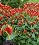BALDUR Garten Staude Spigelia 'Little Redhead®' Schmetterlingsmagnet Winterhart Bild 2