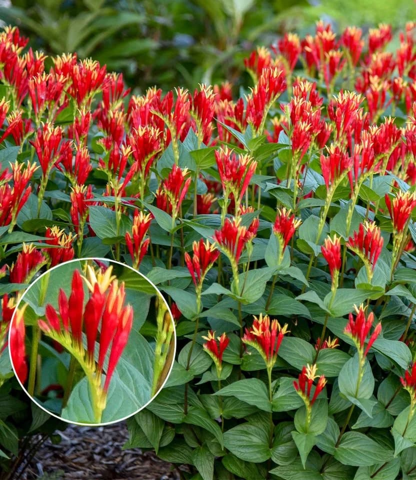 BALDUR Garten Staude Spigelia 'Little Redhead®' Schmetterlingsmagnet Winterhart - Bild 2