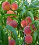 BALDUR Garten Pfirsichbaum Majorita® winterhart robust Bild 2