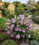 BALDUR Garten Zwerg-Hibiskus Little Legends Pink® Bild 2