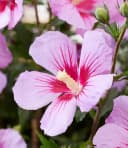 BALDUR Garten Zwerg-Hibiskus Little Legends Pink® Bild 3