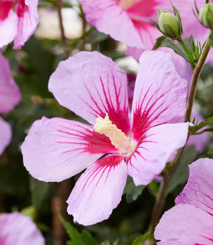 BALDUR Garten Zwerg-Hibiskus Little Legends Pink® - Bild 3