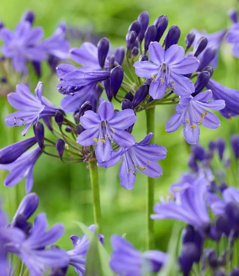 BALDUR Garten Staude Zwerg-Agapanthus 'Fairy Blue®' Blau Violett