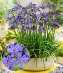 BALDUR Garten Staude Zwerg-Agapanthus 'Fairy Blue®' Blau Violett Bild 2