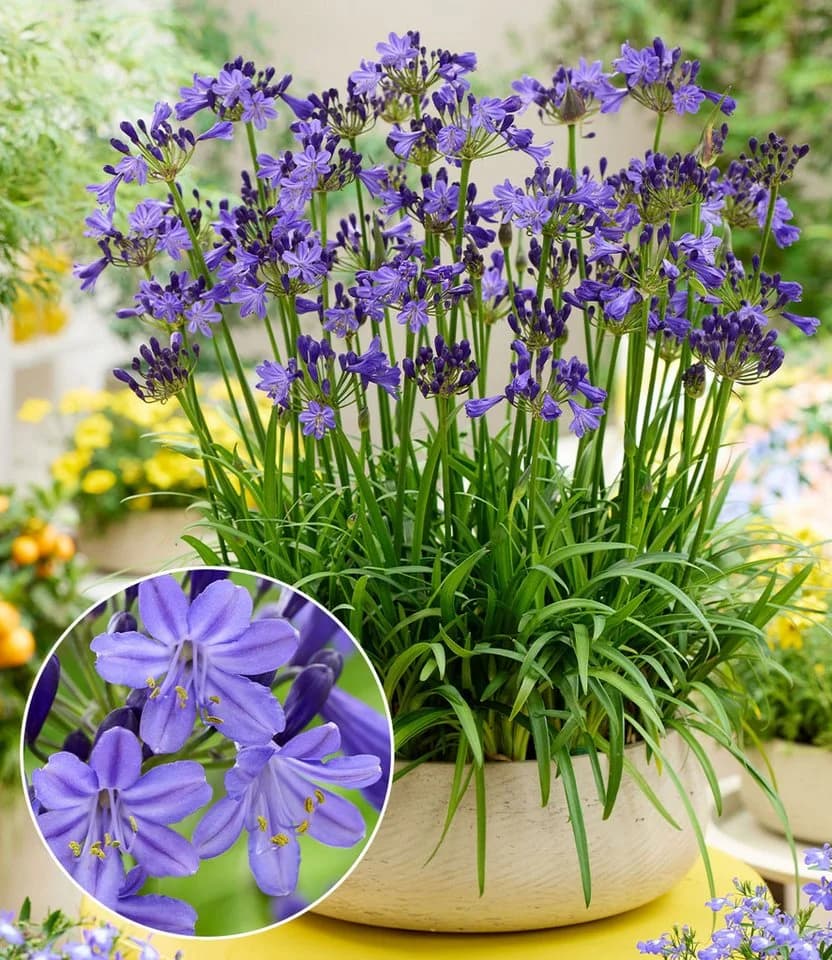 BALDUR Garten Staude Zwerg-Agapanthus 'Fairy Blue®' Blau Violett - Bild 2