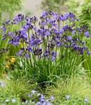 BALDUR Garten Staude Zwerg-Agapanthus 'Fairy Blue®' Blau Violett Bild 3