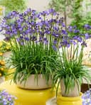 BALDUR Garten Staude Zwerg-Agapanthus 'Fairy Blue®' Blau Violett Bild 4