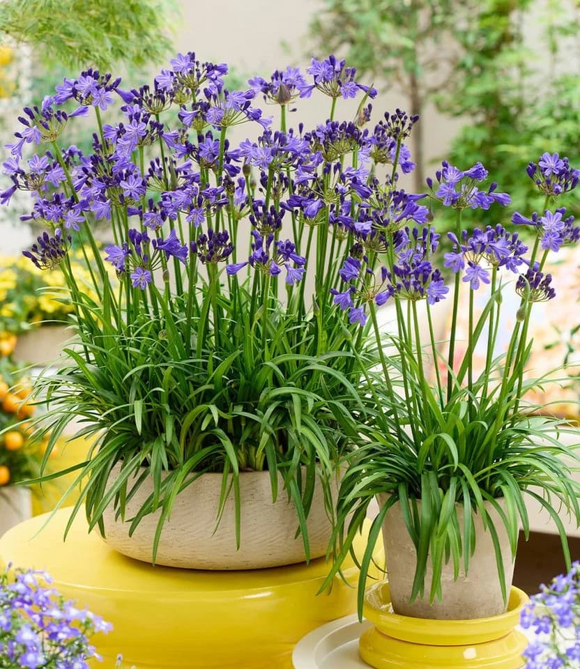 BALDUR Garten Staude Zwerg-Agapanthus 'Fairy Blue®' Blau Violett - Bild 4