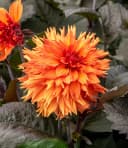 BALDUR Garten Blumenzwiebeln Dahlie 'Iron in the Fire®' Orange-Rot Bild 1
