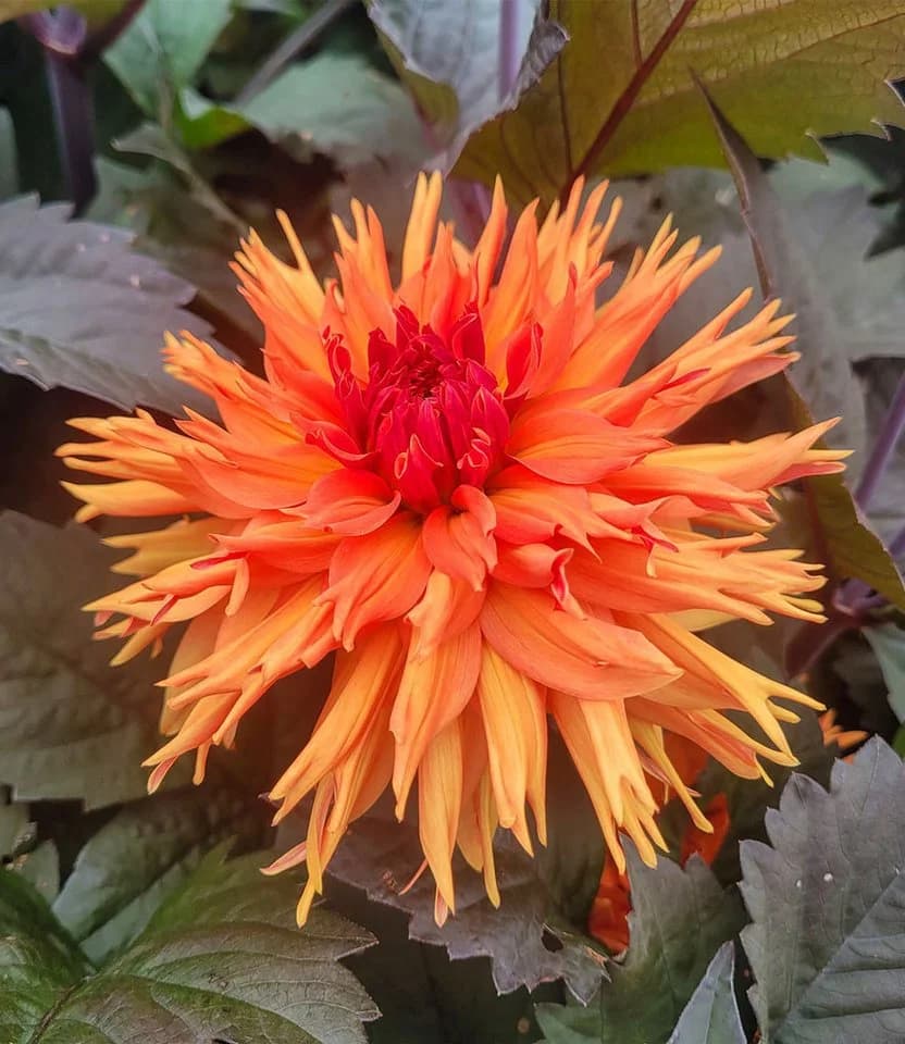 BALDUR Garten Blumenzwiebeln Dahlie 'Iron in the Fire®' Orange-Rot - Bild 2