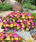 BALDUR Garten Bodendecker Winterharte Eisblumen Summer Mix 6 St. Bild 1
