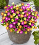 BALDUR Garten Bodendecker Winterharte Eisblumen Summer Mix 6 St. Bild 2
