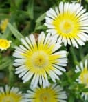 BALDUR Garten Bodendecker Winterharte Eisblumen Summer Mix 6 St. Bild 3