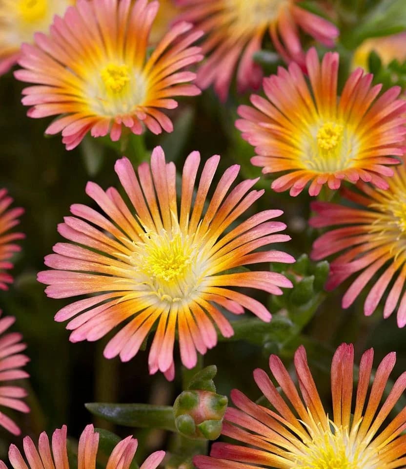BALDUR Garten Bodendecker Winterharte Eisblumen Summer Mix 6 St. - Bild 5