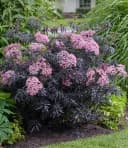 BALDUR Garten Terrassen-Holunder Cherry Lace® 2 St. Holunderbeeren Winterhart Bild 1