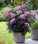 BALDUR Garten Terrassen-Holunder Cherry Lace® 2 St. Holunderbeeren Winterhart Bild 2