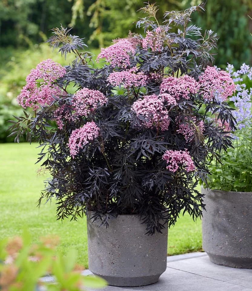 BALDUR Garten Terrassen-Holunder Cherry Lace® 2 St. Holunderbeeren Winterhart - Bild 2