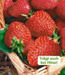 BALDUR Garten Immertragende Erdbeere 'Seascape®' 8 St. Selbstbefruchtend Rot Bild 2