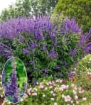 BALDUR Garten Zierstrauch Mönchspfeffer 'Queen Bee®' Sommerflieder Bild 2